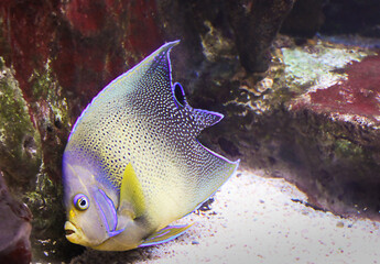 Tropical reef fish - Clownfish Amphiprion ocellaris Macro with shallow DOF