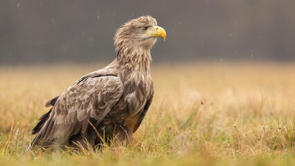 Side view of old majestic white-tailed eagle, haliaeetus albicilla, sitting on the ground in autumn. Proud sea eagle resting on meadow with dry yellow grass from side. Bird in nature.