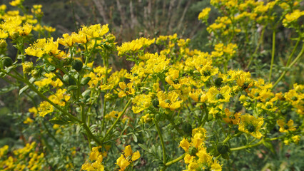 Piante e fiori selvatici