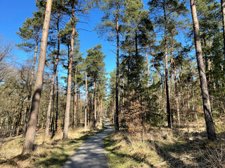 Bicycle path through the forest around Hoenderloo