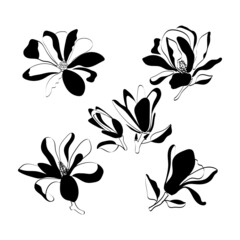 Black and white vector illustration with magnolia flowers for fabric, background, print.
