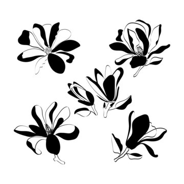 Black and white vector illustration with magnolia flowers for fabric, background, print.