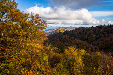 Mountain with forest in fall colors, trees in the foreground with blue sky and clouds in the Great Smoky Mountains National Park, Tennessee, USA.