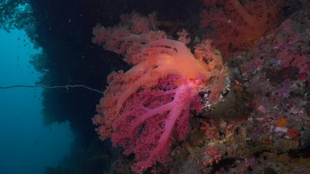 Pink and orange soft coral on top of thorny oyster at tropical coral reef
