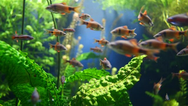 School of purple orange fish swimming in clean aquarium between green water plants - close up static
