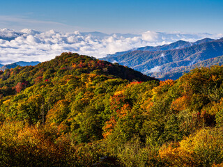 Fototapeta premium Mountain range with forest in fall colors with blue sky and low clouds in the horizon in the Great Smoky Mountains National Park, Tennessee, USA.