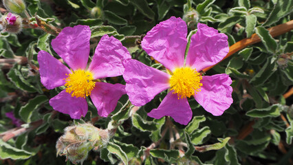 Piante e fiori selvatici