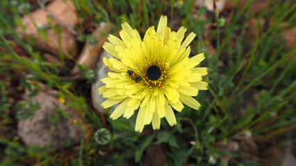 Piante e fiori selvatici