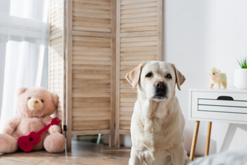 yellow labrador looking at camera near blurred soft toys at home.