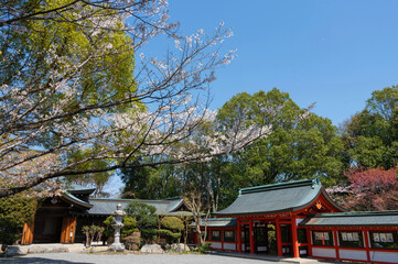 近江神宮の桜