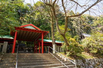 Naklejka premium 近江神宮の桜