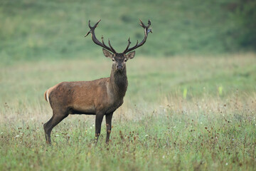 Alert red deer, cervus elaphus, stag with antlers dirty from mud looking into the camera on a meadow in autumn. Attentive wild mammal standing from side view with copy space. Animal wildlife.