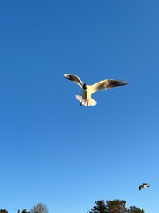 seagull in flight