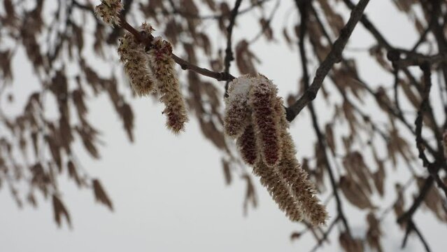 spike-shaped inflorescence of small flowers on a tree in spring. earrings on alder