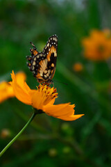 butterfly on flower