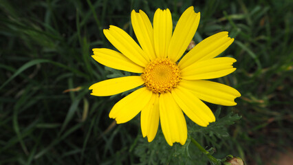 Piante e fiori selvatici
