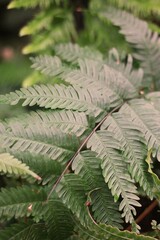 green fern in the forest