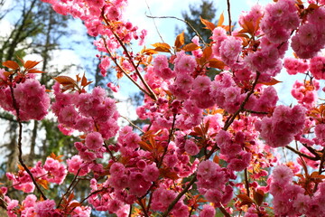 Pink opulent japanese cherry blossom