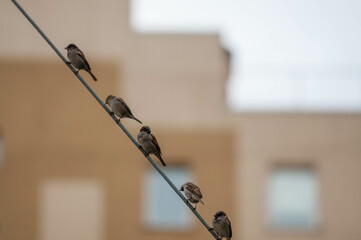 Sparrows are sitting on wires - Powered by Adobe