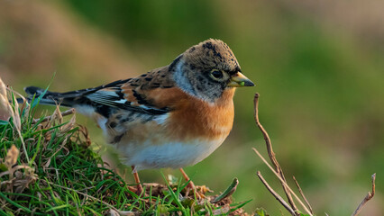 Bergfink (Fringilla montifringilla)