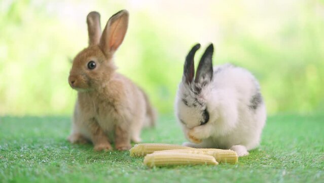 Lovely bunny easter fluffy rabbit sitting on the grass eating baby corn with green bokeh nature background. Black ear and white rabbit cleaning face using feet. Animal food vegetable concept. 
