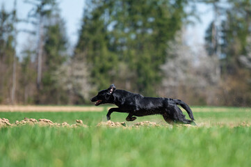 Black labrador retriever running in a meadow