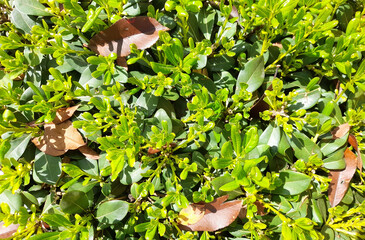 Siepe con foglie verdi in primavera