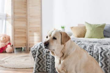 labrador dog looking away near blurred bed at home.