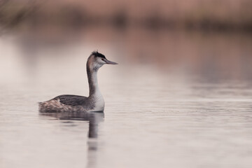Grebe swims in the water in the early morning in winter, water bird, dutch nature photo