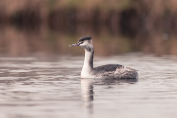 Grebe swims in the water in the early morning in winter, water bird, dutch nature photo