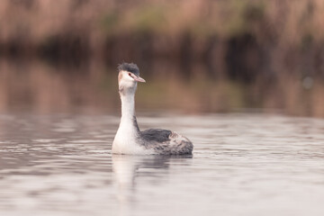 Grebe swims in the water in the early morning in winter, water bird, dutch nature photo