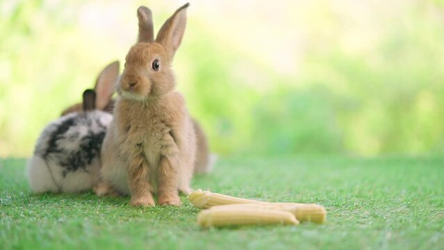 Lovely bunny easter fluffy rabbit sitting on the grass eating and sniffing baby corn with green bokeh nature background. Brown rabbit look around. Animal food vegetable concept. 