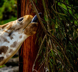 Giraffe grabs a quick snack from a tree. Auckland Zoo, Auckland, New Zealand