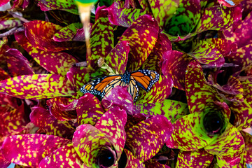 Viceroy butterfly on colourful flowers. West Lynn Creek, Auckland, New Zealand