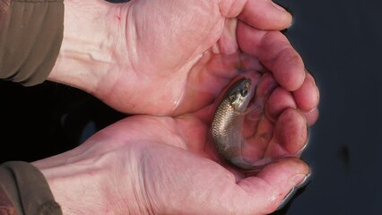 video close up hands of a child release a live small fish into the water of the lake