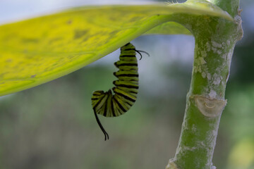 Danaus plexippus, metamorphosis