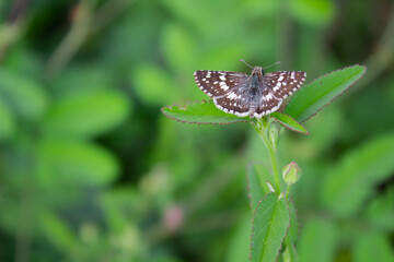 butterfly on the grass