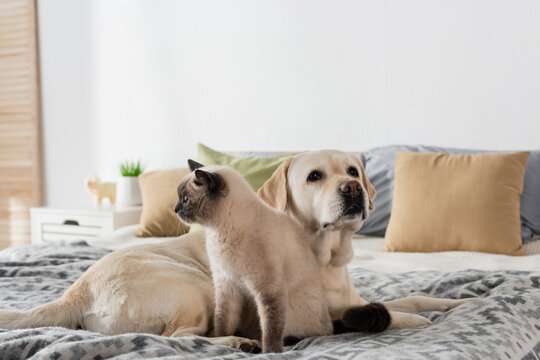 labrador dog and cat lying on soft bed near blurred pillows.