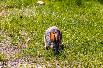 Snow shoe hare grazing in the grass Tillebrook Provincial Park Alberta Canada