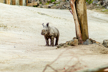Fototapeta premium Baby white rhino plays in it's yard. Auckland Zoo, Auckland, New Zealand