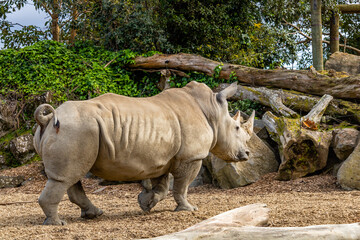 Naklejka premium White rhino moves in the compound. Auckland Zoo, Auckland, New Zealand