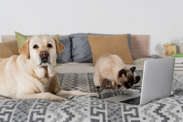 labrador looking at camera while cat smelling laptop on bed.