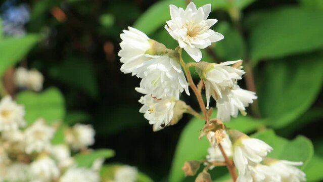White flowers on green branches on a summer day