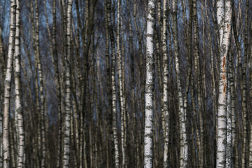 Fototapeta premium BIRCH TREES - A forest of white trees in early spring