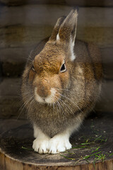 Rabbit. Cute little Easter bunny in the meadow. Green grass under the sunbeams. two rabbits on a green grass in summer day