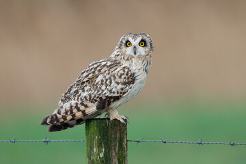 Short-eared owl on a pole