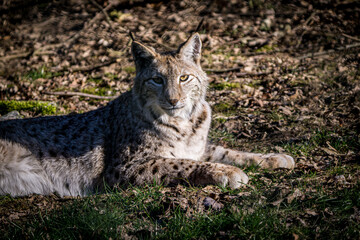 Naklejka na ściany i meble Wild lynx in the forest looking into the camera close up picture