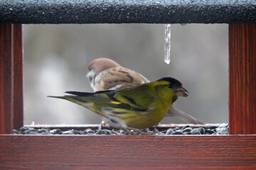 A portrait of a male Eurasian siskin sitting inside a wooden bird feeder and eating sunflower seeds, an  icicle hung from the roof, a tree sparrow in the background - Powered by Adobe