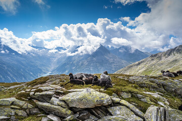 Schaafsherde am Schlegeisspeicher