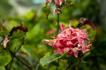 Flores no Morro do Cristo